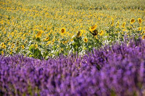 lavender and sunflower field 10372940 Stock Photo at Vecteezy