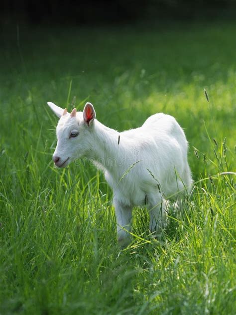 Baby Goat stock image. Image of meat, summer, cute, beautiful - 118315189