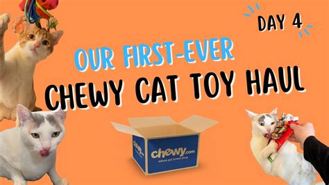 Our FIRST-EVER Chewy Cat Toy Haul - Best and Worst Finds! - Day 4 of My Week With the Cats - YouTube