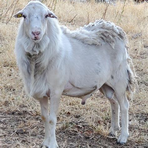 St Croix Hair Sheep History & Characteristics – Hollow Hills Ranch & Homestead