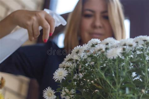 A Beautiful Girl Sprays White Chrysanthemum Flowers from a Spray Gun in ...