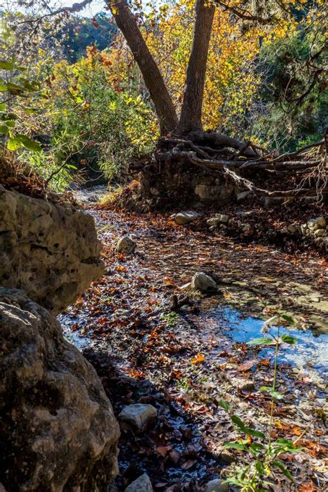 Fall Foliage at Lost Maples State Park in Texas. Stock Photo - Image of ...