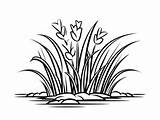 Grass Coloring Page  sketch template