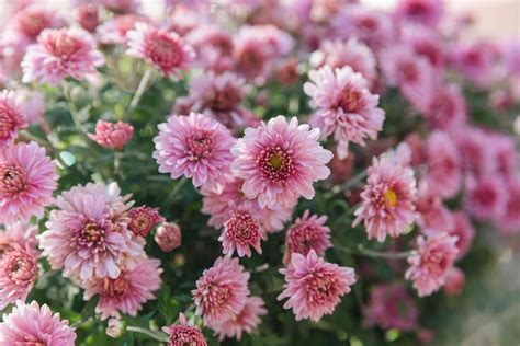 14 Best Fall-Blooming Flowers for Your Perennial Garden