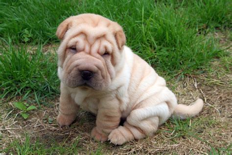 I want my baby. Sharpei Shar Pei Puppies, Cute Puppies, Dogs And ...