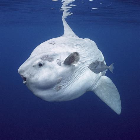 The Sunfish