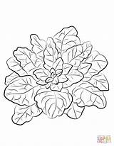 Spinach coloring page  Free Printable Coloring Pages sketch template
