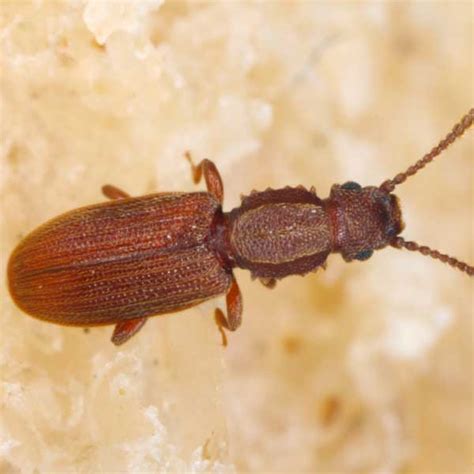 Sawtoothed Grain Beetle Identification & Behavior - Sawtoothed Grain ...