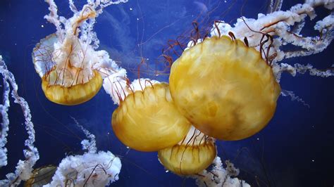 Jellyfish facts and photos