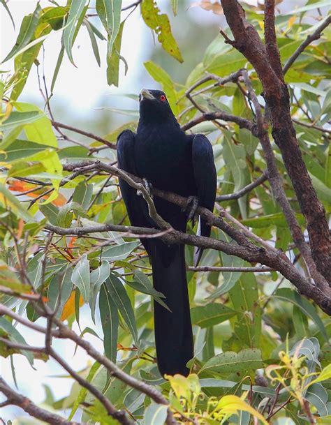 Pacific Koel (Eastern Koel) - Calls | Wildlife Sounds by Wild Ambience