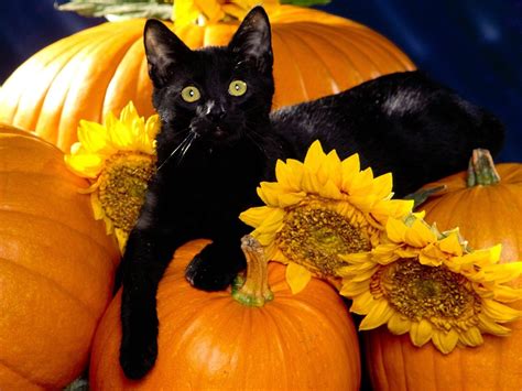 🔥 [40+] Cute Cat Halloween Wallpapers | WallpaperSafari