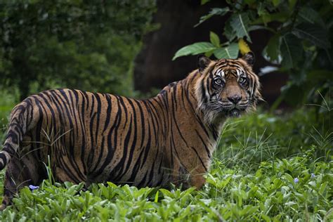 Sumatran Tiger Facts - International Tiger Project