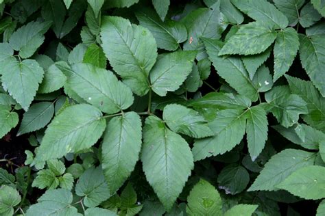 Healing Weeds: Ground Elder