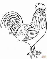 Dibujo de Gallo para colorear  Dibujos Imprimir Gratis sketch template