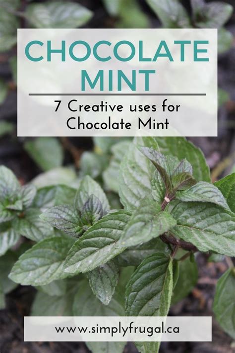 7 Creative Uses for Chocolate Mint | Chocolate mint plant, Mint plants, Mint plant uses