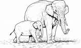 Printable Coloring Pages Elephant  Templates sketch template