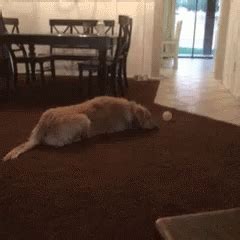 Puppy GIF - Puppy - Discover & Share GIFs