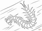 Millipede Coloring Pages sketch template