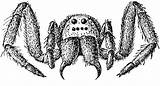 Spider Coloring Wolf Carolina Tarantula Pages Drawing Trapdoor  sketch template