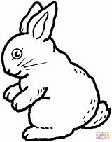Rabbit coloring page  Free Printable Coloring Pages sketch template