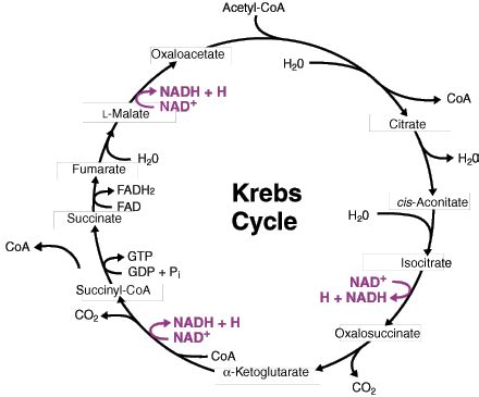 BIOLOGY: Krebs Cycle