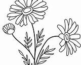 Daisy Coloring Page JPEG Digital Printable  Etsy UK sketch template