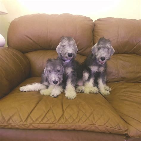 Bedlington Terrier Puppies For Sale | Huntington, NY #309398