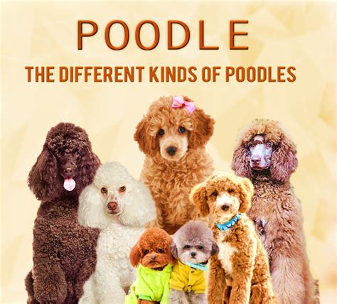 Classifying Different Types of Poodles, an Overview - HubPages