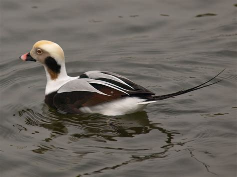 Capt Mondo's Photo Blog » Blog Archive » Male Long-tailed Duck 1