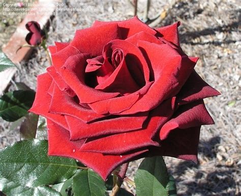 PlantFiles Pictures: Hybrid Tea, Florists Rose 'Black Magic' (Rosa) by Strever