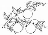 45 Oranges Coloring Pages  ColoringPagesOnlycom sketch template