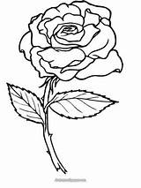 Single Rose Coloring Page  Free Printable Pages Home sketch template