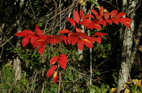 Pictures of Poison Sumac for Identification