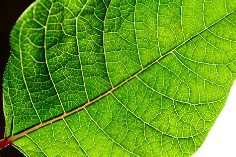 File:Backlit green poinsettia leaf.jpg - Wikimedia Commons