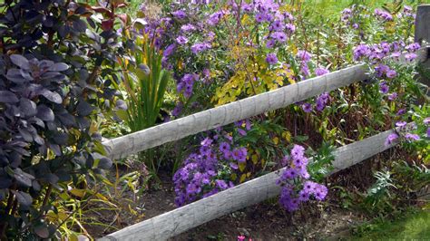 Purple Flower In Garden Free Stock Photo - Public Domain Pictures