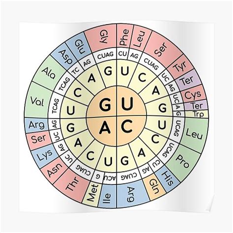 Codon chart - Genetic code Premium Matte Vertical Poster sold by ...