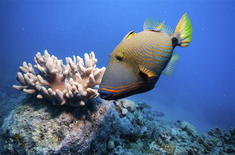 «triggerfish» HD Wallpapers