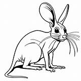 Front Facing Jerboa With Long whiskers coloring Page Lulu Pages sketch template