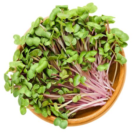 MICRO RADISH CHINA ROSE - 50 GR - A&S Microgreens