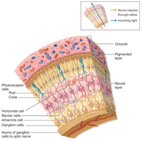 layers of retina