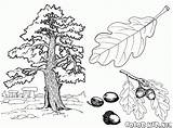 Oak Coloring Tree Leaf Red Pages Northern Drawing Live Printable  sketch template