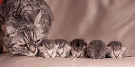 Got a mama cat with kittens? Give us a call! – Yellowstone Valley ...