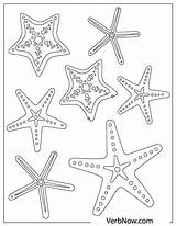 Free Starfish Coloring Pages For Download Printable PDF sketch template