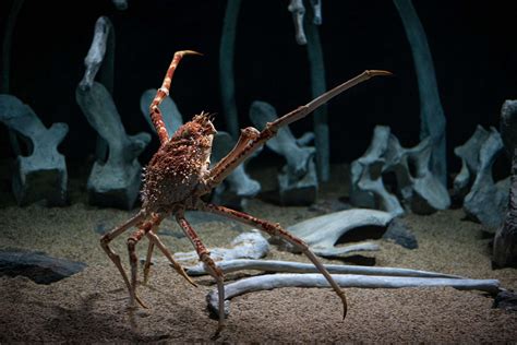 Spider Crab | Live cam | Monterey Bay Aquarium