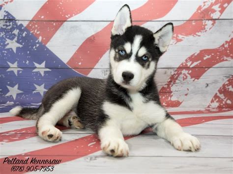 Add to Your Pack with One of Our Siberian Husky Puppies for Sale! - Petland Mall of Georgia