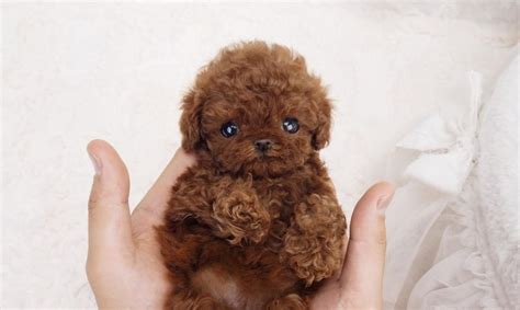 Image result for micro teacup poodle | Cute teacup puppies, Teacup poodle puppies, Cute dogs and ...