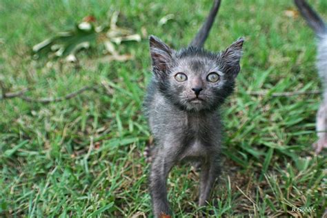 The Lykoi is a breed of cat that is said to resemble a werewolf ...