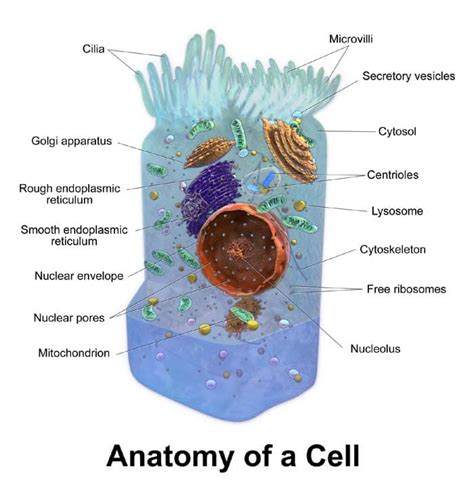 Cellular Organization | Exploring The Cell | BioExplorer.Net