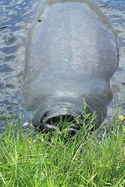 30+ Manatee Feeding Stock Photos, Pictures & Royalty-Free Images - iStock