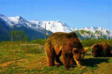 Alaska Wildlife Conservation Excursion Center From Anchorage